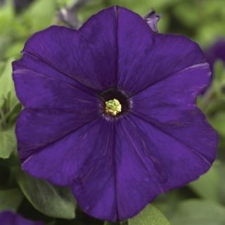 Compra PETUNIA PICOBELLA BLUE Pildorada F1 (1000 Semillas). en la tienda online Fito Agrícola