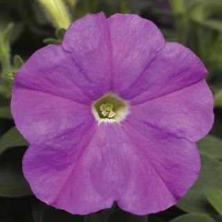 Compra PETUNIA PICOBELLA LAVENDER Pildorada F1 (1000 Semillas). en la tienda online Fito Agrícola