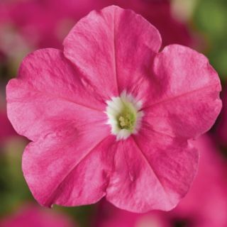 Compra PETUNIA PICOBELLA PINK Pildorada F1 (1000 Semillas). en la tienda online Fito Agrícola