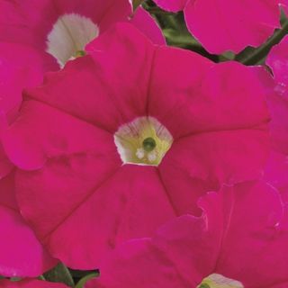 Compra PETUNIA PICOBELLA ROSE Pildorada F1 (1000 Semillas). en la tienda online Fito Agrícola