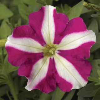 Compra PETUNIA PICOBELLA ROSE STAR Pildorada F1 (1000 Semillas). en la tienda online Fito Agrícola