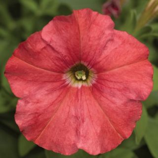 Compra PETUNIA PICOBELLA SALMON Pildorada F1 (1000 Semillas). en la tienda online Fito Agrícola