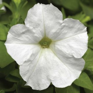 Compra PETUNIA PICOBELLA WHITE Pildorada F1 (1000 Semillas). en la tienda online Fito Agrícola