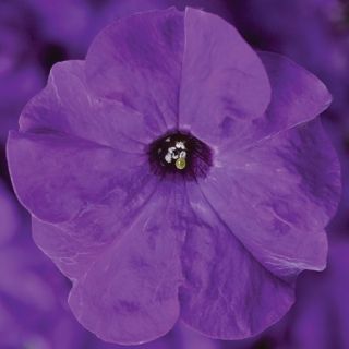 Compra PETUNIA TRITUNIA BLUE Pildorada F1 (1000 Semillas). en la tienda online Fito Agrícola