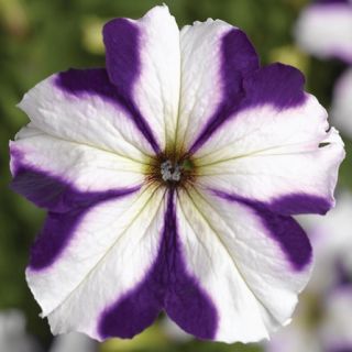 Compra PETUNIA TRITUNIA BLUE STAR Pildorada F1 (1000 Semillas). en la tienda online Fito Agrícola