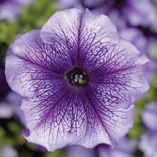 Compra PETUNIA TRITUNIA BLUE VEINED Pildorada F1 (1000 Semillas). en la tienda online Fito Agrícola