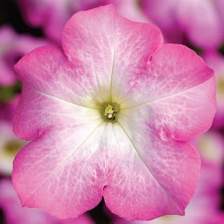 Compra PETUNIA TRITUNIA PINK MORN Pildorada F1 (1000 Semillas). en la tienda online Fito Agrícola