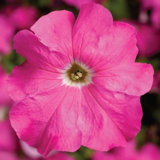 Compra PETUNIA TRITUNIA PINK Pildorada F1 (1000 Semillas). en la tienda online Fito Agrícola