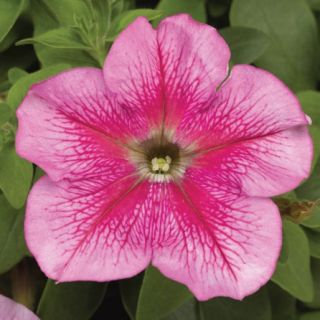 Compra PETUNIA TRITUNIA PINK VEINED Pildorada F1 (1000 Semillas). en la tienda online Fito Agrícola