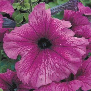 Compra PETUNIA TRITUNIA PLUM Pildorada F1 (1000 Semillas). en la tienda online Fito Agrícola