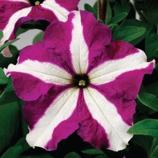 Compra PETUNIA TRITUNIA PURPLE STAR Pildorada F1 (1000 Semillas). en la tienda online Fito Agrícola