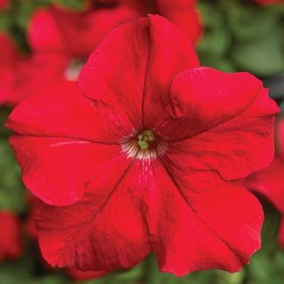 Compra PETUNIA TRITUNIA RED Pildorada F1 (1000 Semillas). en la tienda online Fito Agrícola