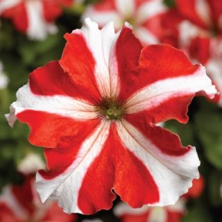 Compra PETUNIA TRITUNIA RED STAR Pildorada F1 (1000 Semillas). en la tienda online Fito Agrícola