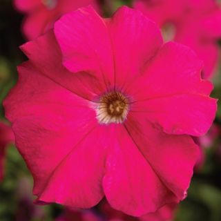 Compra PETUNIA TRITUNIA ROSE Pildorada F1 (1000 Semillas). en la tienda online Fito Agrícola