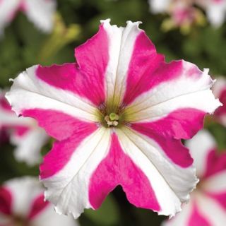 Compra PETUNIA TRITUNIA ROSE STAR Pildorada F1 (1000 Semillas). en la tienda online Fito Agrícola