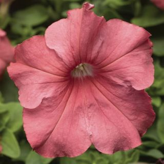 Compra PETUNIA TRITUNIA SALMON Pildorada F1 (1000 Semillas). en la tienda online Fito Agrícola
