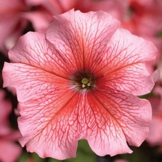 Compra PETUNIA TRITUNIA SALMON VEINED Pildorada F1 (1000 Semillas). en la tienda online Fito Agrícola