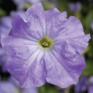 Compra PETUNIA TRITUNIA SKY BLUE Pildorada F1 (1000 Semillas). en la tienda online Fito Agrícola