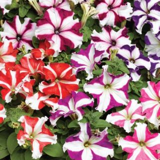 Compra PETUNIA TRITUNIA STAR MIX Pildorada F1 (1000 Semillas). en la tienda online Fito Agrícola