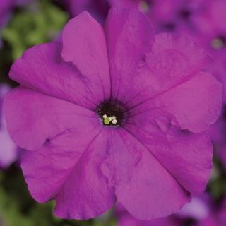 Compra PETUNIA TRITUNIA VIOLET Pildorada F1 (1000 Semillas). en la tienda online Fito Agrícola