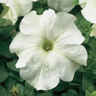 Compra PETUNIA TRITUNIA WHITE Pildorada F1 (1000 Semillas). en la tienda online Fito Agrícola