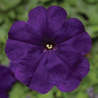 Compra PETUNIA DAMASK® BLUE Pildorada F1 (1000 Semillas). en la tienda online Fito Agrícola