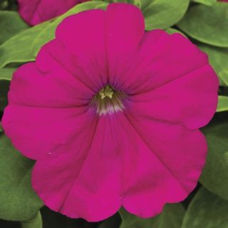 Compra PETUNIA DAMASK® CARMINE Pildorada F1 (1000 Semillas). en la tienda online Fito Agrícola