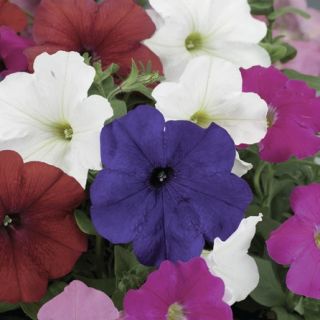 Compra PETUNIA DAMASK® MIX Pildorada F1 (1000 Semillas). en la tienda online Fito Agrícola
