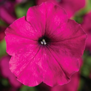 Compra PETUNIA DAMASK® PURPLE Pildorada F1 (1000 Semillas). en la tienda online Fito Agrícola