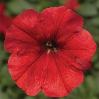 Compra PETUNIA DAMASK® RED Pildorada F1 (1000 Semillas). en la tienda online Fito Agrícola