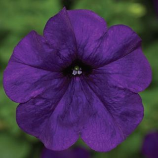 Compra PETUNIA FOTOFINISH BLUE Pildorada F1 (1000 Semillas). en la tienda online Fito Agrícola