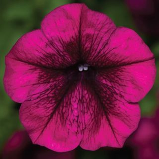 Compra PETUNIA FOTOFINISH BURGUNDY Pildorada F1 (1000 Semillas). en la tienda online Fito Agrícola