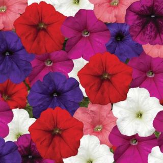 Compra PETUNIA FOTOFINISH MIX Pildorada F1 (1000 Semillas). en la tienda online Fito Agrícola
