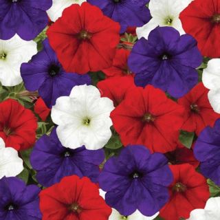 Compra PETUNIA FOTOFINISH PATRIOT MIX Pildorada F1 (1000 Semillas). en la tienda online Fito Agrícola