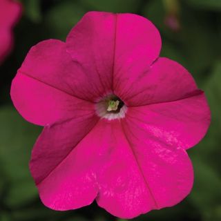 Compra PETUNIA FOTOFINISH PINK Pildorada F1 (1000 Semillas). en la tienda online Fito Agrícola