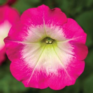 Compra PETUNIA FOTOFINISH ROSE MORN Pildorada F1 (1000 Semillas). en la tienda online Fito Agrícola