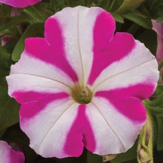 Compra PETUNIA FOTOFINISH ROSE STAR Pildorada F1 (1000 Semillas). en la tienda online Fito Agrícola