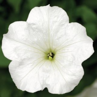 Compra PETUNIA FOTOFINISH WHITE Pildorada F1 (1000 Semillas). en la tienda online Fito Agrícola