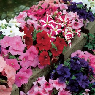 Compra PETUNIA DAMASK® MIX Pildorada F1 (1000 Semillas). en la tienda online Fito Agrícola