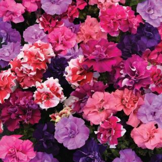 Compra PETUNIA PICCADILLY CIRCUS MIX Pildorada F1 (1000 Semillas). en la tienda online Fito Agrícola