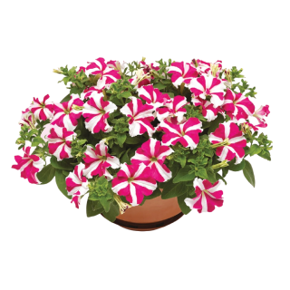 Compra PETUNIA SKYBOX ROSE STAR Pildorada F1 (1000 Semillas). en la tienda online Fito Agrícola