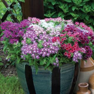 Compra PHLOX POPSTARS MIX F1 (1000 Semillas). en la tienda online Fito Agrícola