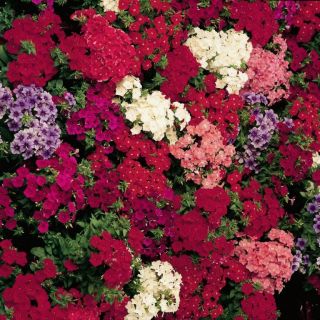 Compra PHLOX KYRA MIX F1 (1000 Semillas). en la tienda online Fito Agrícola