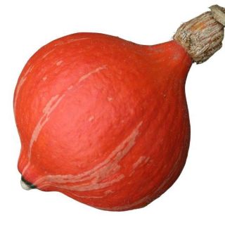 Compra CALABAZA SUNSPOT F1 Sin Tratar (1.000 Semillas) en la tienda online Fito Agrícola