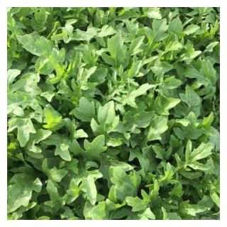 Compra RÚCULA SALVAJE ARTEMIS Pregerminada y Sin Tratar (1.000.000 Semillas) en la tienda online Fito Agrícola