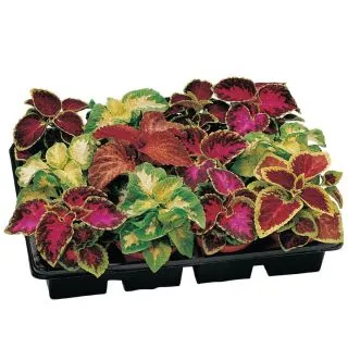 Compra COLEO FLAMEX® MIX F1 (1000 semințe). en la tienda online Fito Agrícola