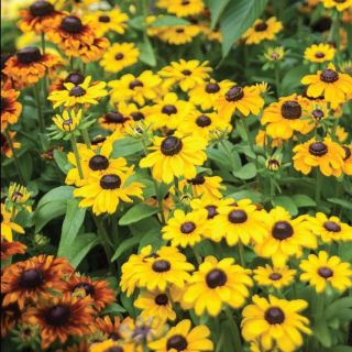 Compra RUDBECKIA TOTO GOLD Pildorada F1 (1000 Semillas). en la tienda online Fito Agrícola