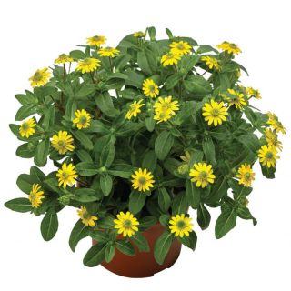 Compra SANVITALIA QUEEN OF SUNLIGHT F1 (1000 Semillas). en la tienda online Fito Agrícola