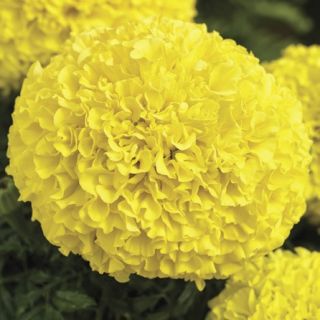 Compra TAGETE PERFECTION YELLOW Pildorado F1 (1000 Semillas). en la tienda online Fito Agrícola