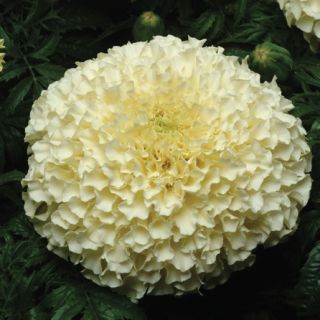 Compra TAGETE ANTIGUA VANILLA Pildorado F1 (1000 Semillas). en la tienda online Fito Agrícola